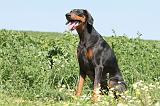 DOBERMANN 942